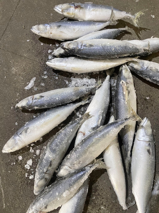 Frozen Pacific Mackerel 18/20