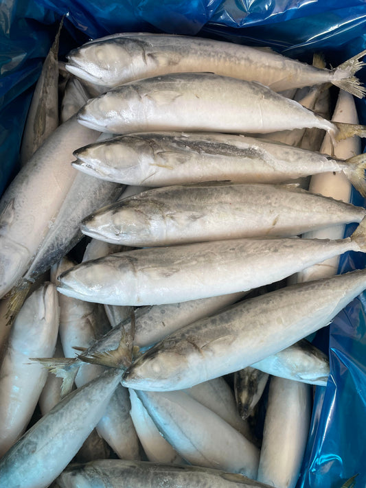 Frozen Pacific Mackerel 60/70