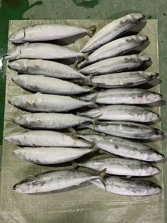 Frozen Pacific Mackerel 17/20