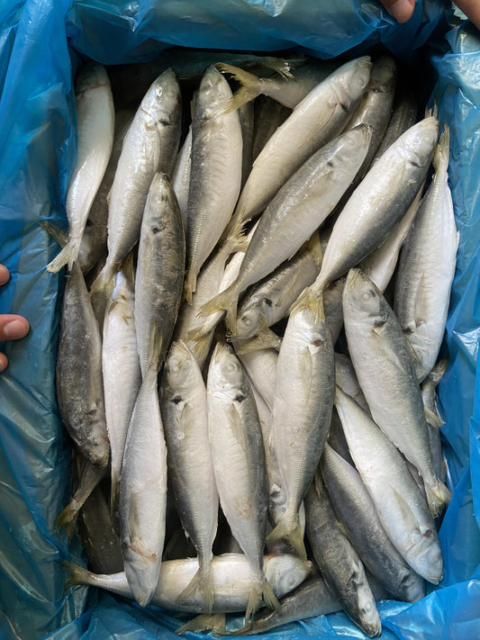 Frozen Round Scad 8/10