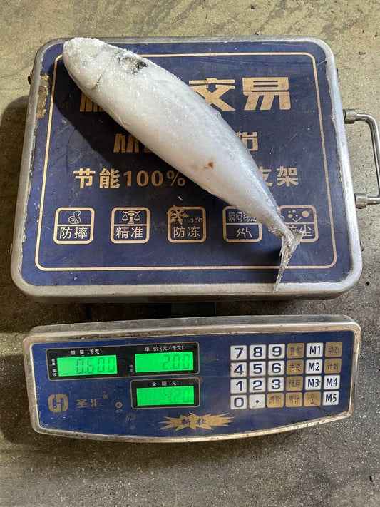 Frozen Pacific Mackerel 15/17