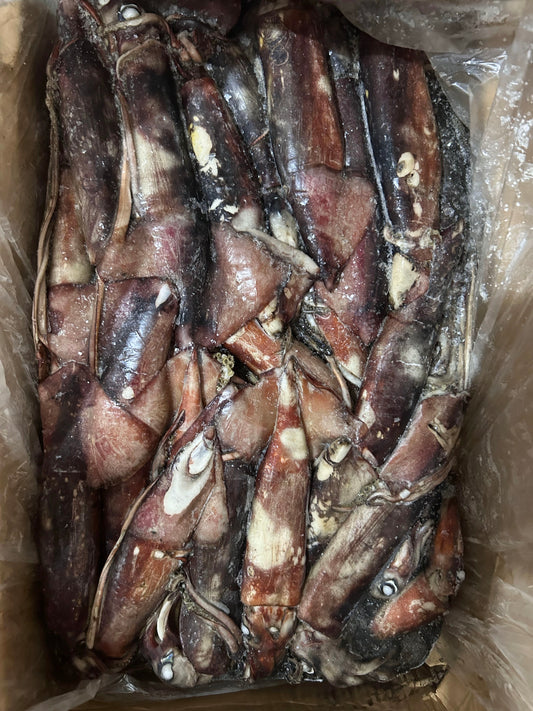 Frozen Indian Squid Whole