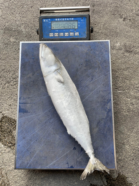 Frozen Pacific Mackerel 14/16