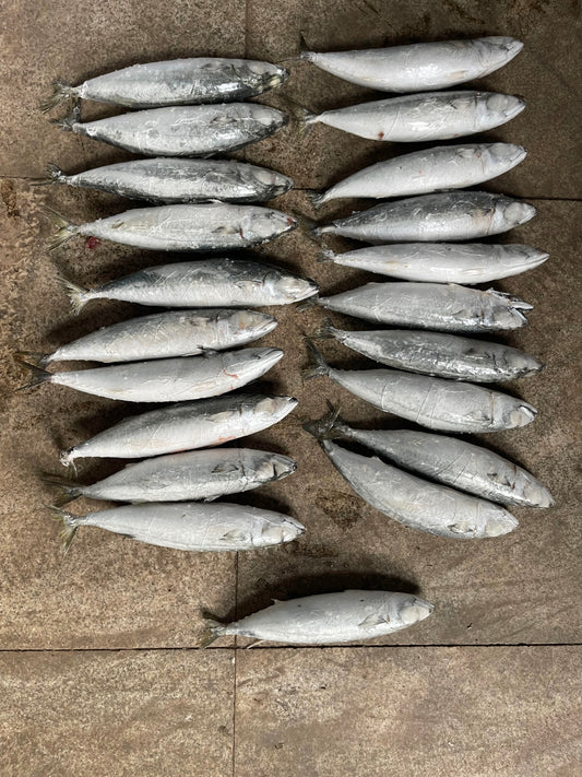 Frozen Pacific Mackerel 400/500g