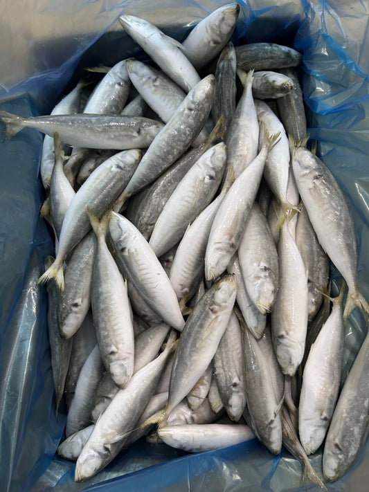 Frozen Round Scad 120/140