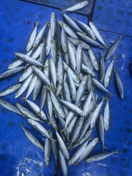 Frozen Pacific Mackerel 80/100 IQF