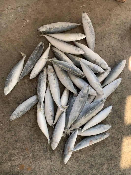 Frozen Pacific Mackerel 30/40 IQF