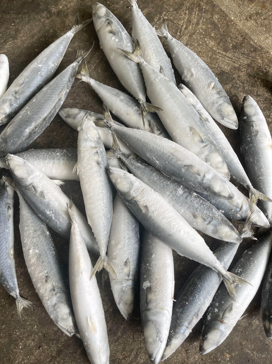 Frozen Pacific Mackerel 27/29 IQF