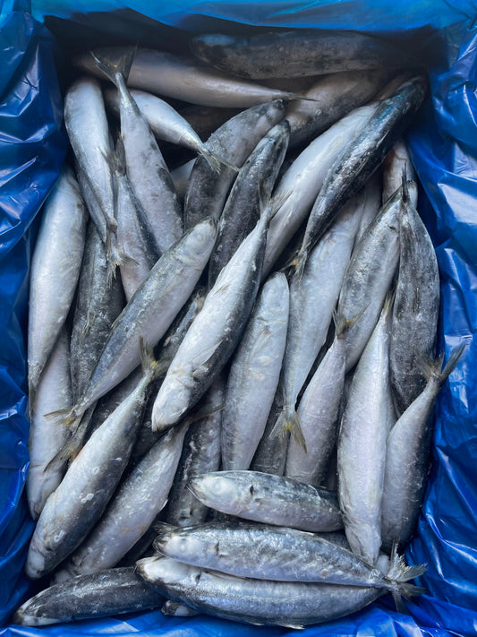 Frozen Layang Scad 80/100