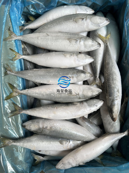 Frozen Pacific Mackerel 50/60