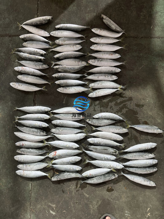 Frozen Pacific Mackerel 60/80