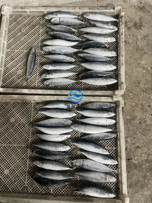 Frozen Pacific Mackerel 40/50