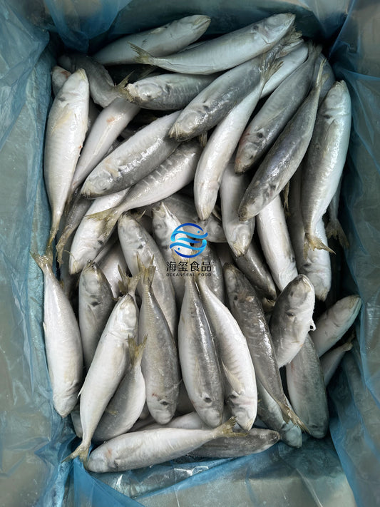 Frozen Round Scad 12/14