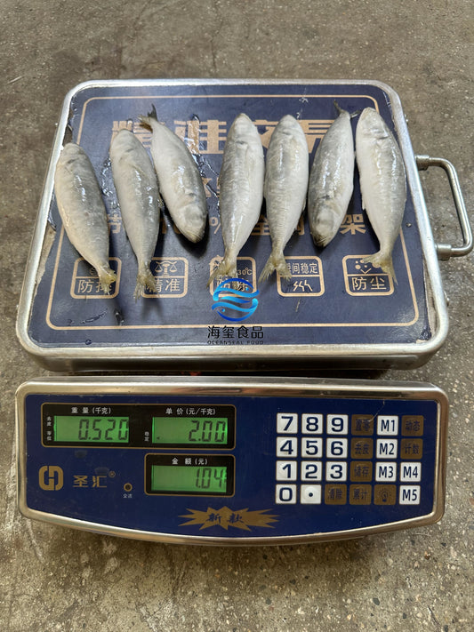 Frozen Round Scad 12/14