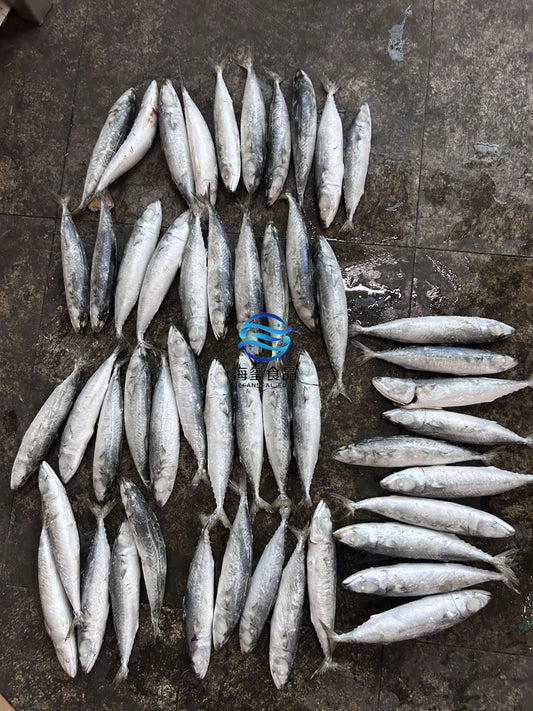 Frozen Pacific Mackerel 50/60