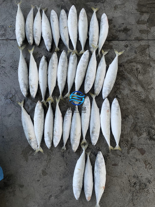 Frozen Pacific Mackerel 30/40