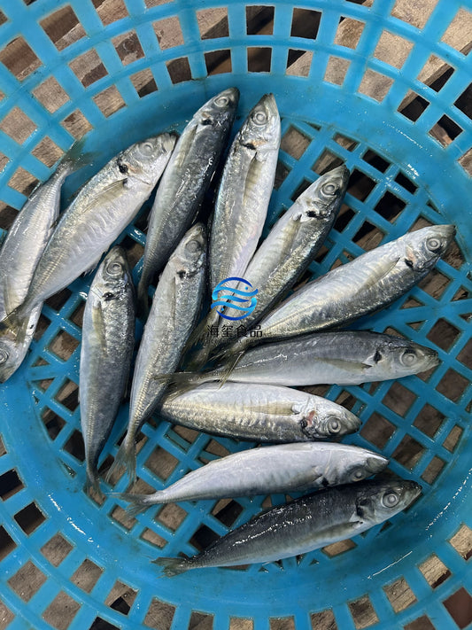 Frozen Round Scad 10/12