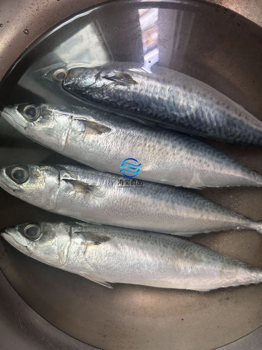 Frozen Pacific Mackerel 200/300g