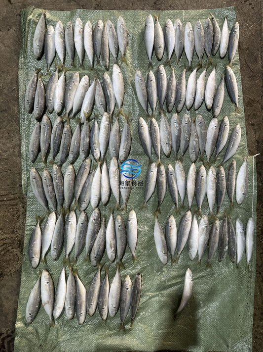 Frozen Round Scad 10/12