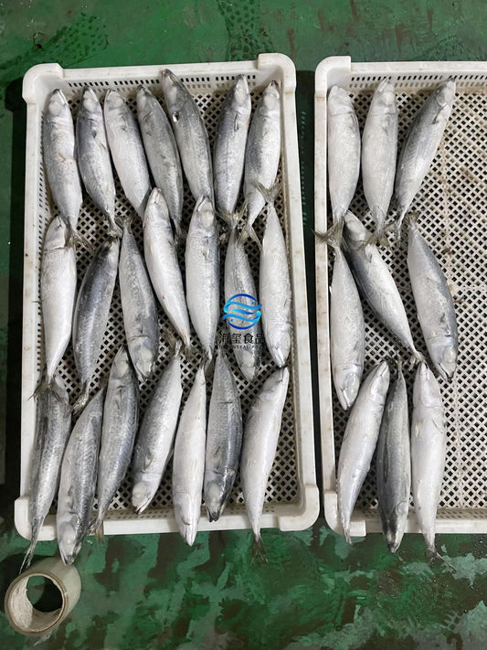 Frozen Pacific Mackerel 28/30