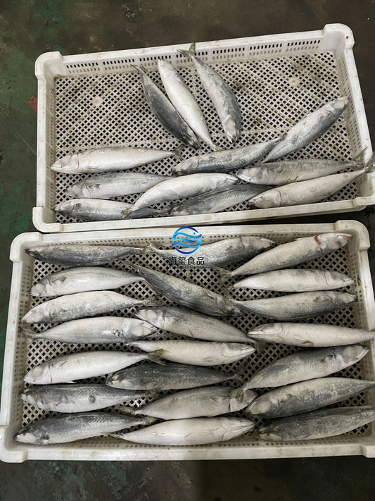 Frozen Pacific Mackerel 30/40
