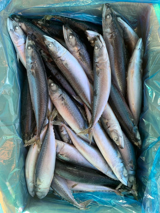 Frozen Pacific Mackerel 40/50