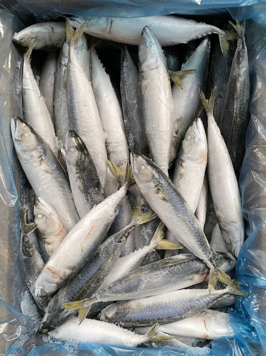 Frozen Pacific Mackerel 50/70