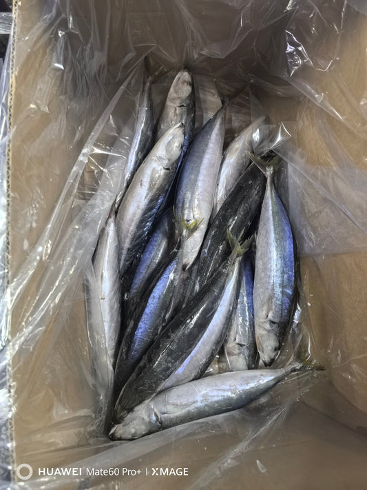 Frozen Layang Scad 20/40