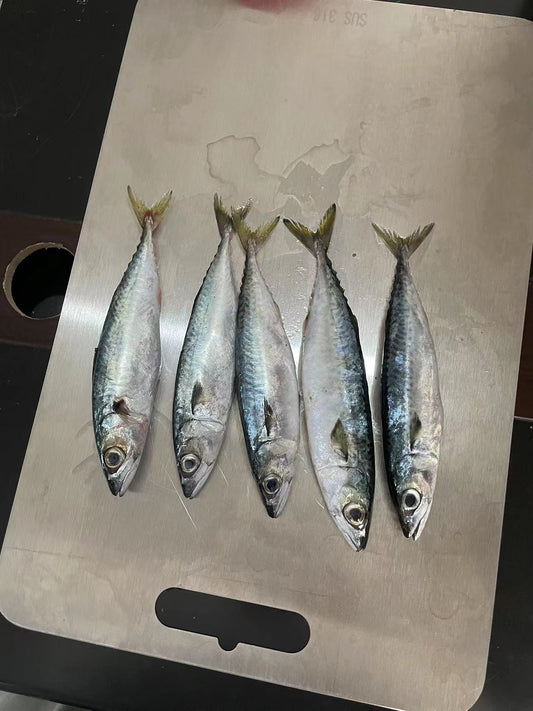 Frozen Pacific Mackerel 100/120
