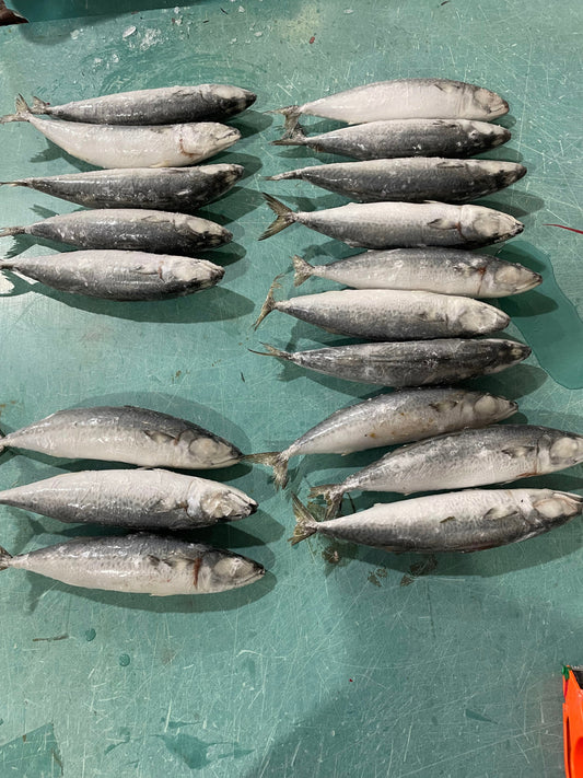 Frozen Pacific Mackerel 400/600g