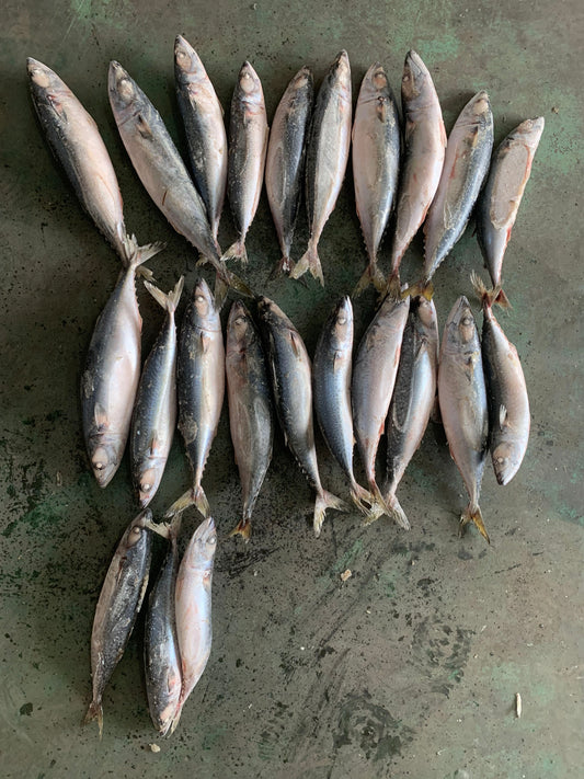Sea Frozen Pacific Mackerel 21/25