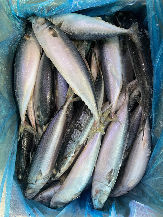 Sea Frozen Pacific Mackerel 20/25