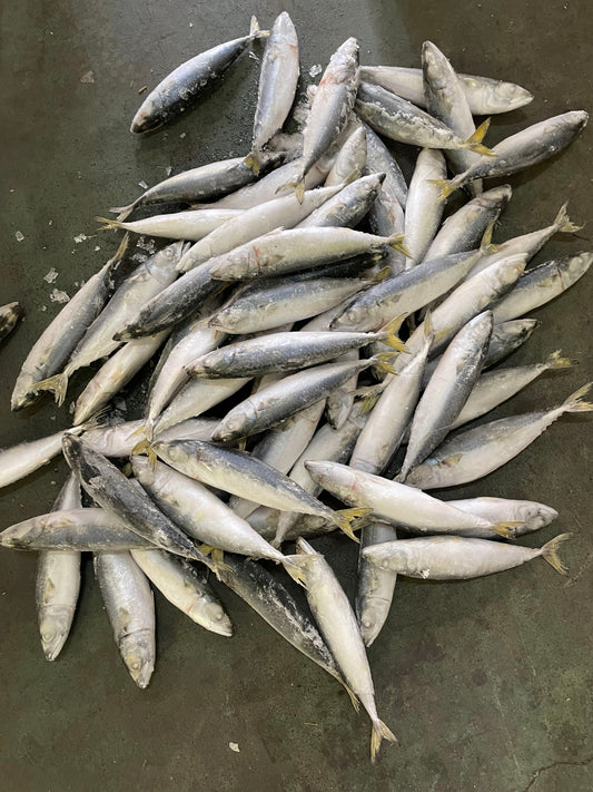 Frozen Pacific Mackerel 60/70