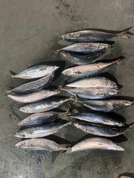 Frozen Pacific Mackerel 500/700g