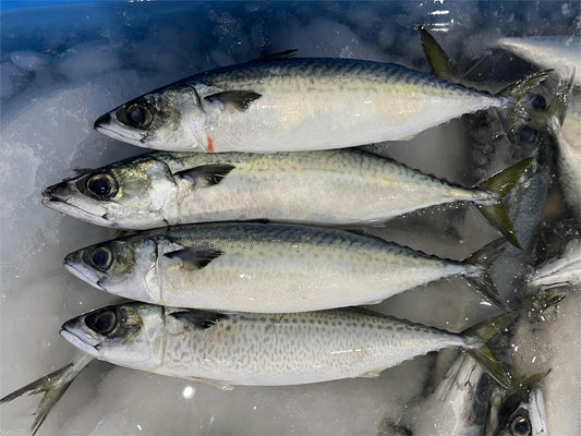 Frozen Pacific Mackerel 400/600g