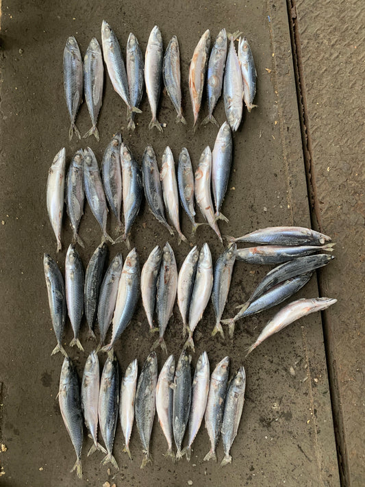 Sea Frozen Pacific Mackerel 40/50