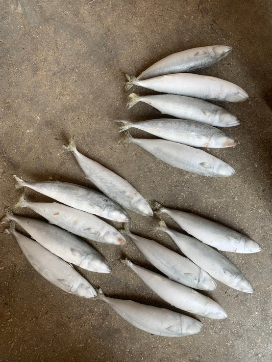 Frozen Pacific Mackerel 500/700