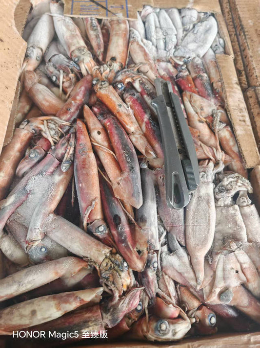Frozen Indian Squid 30/50g