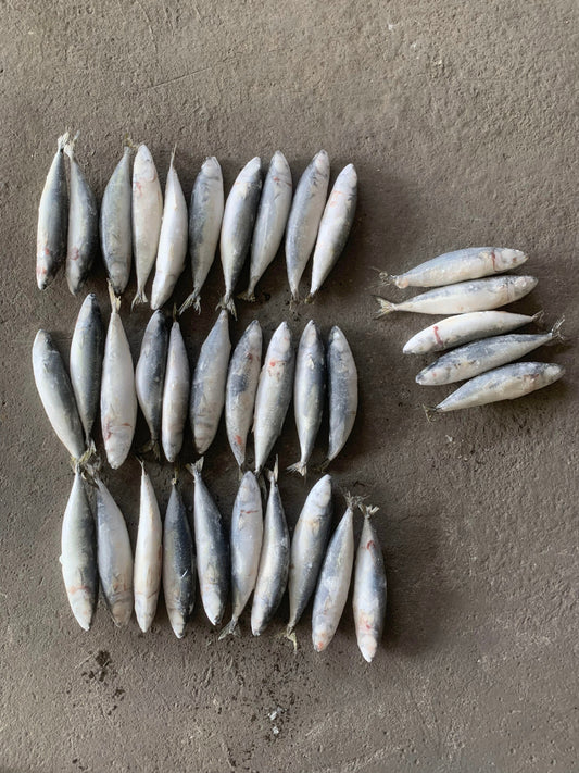 Frozen Pacific Mackerel 35/38