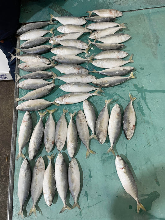 Frozen Indian Mackerel 40/60