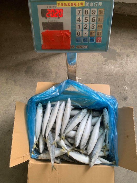 Frozen Pacific Mackerel 60/80