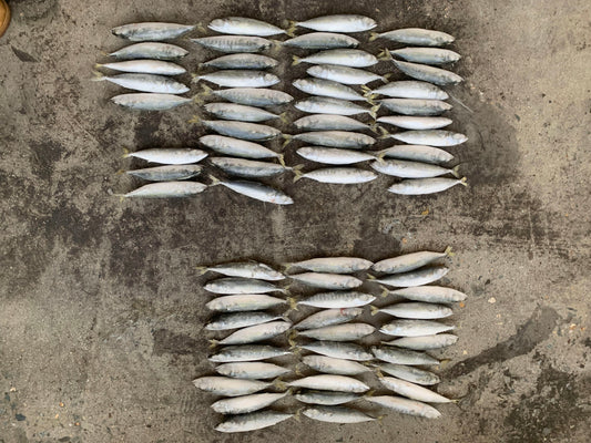 Frozen Pacific Mackerel 60/70