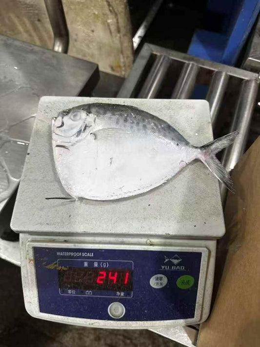 Frozen Moonfish 40/50