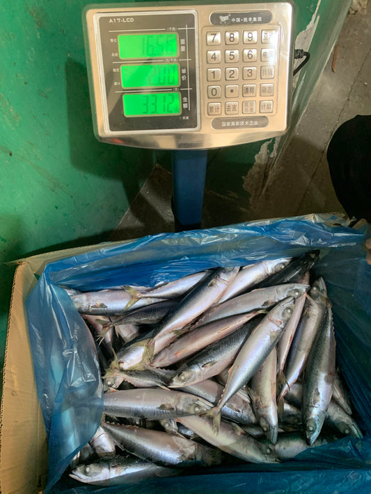 Frozen Pacific Mackerel 50/60