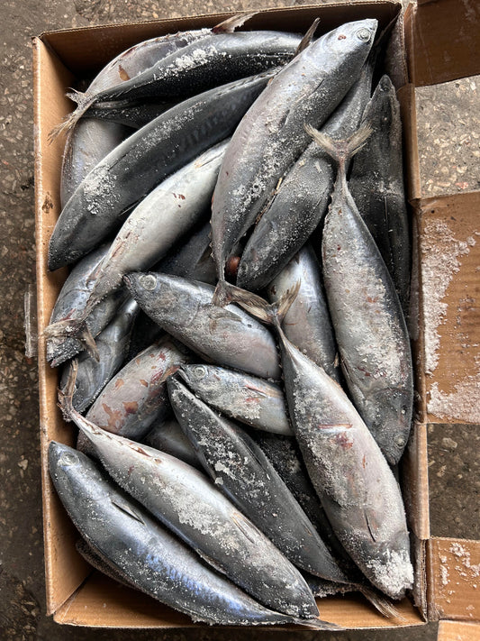 Frozen Bonito 100/300g