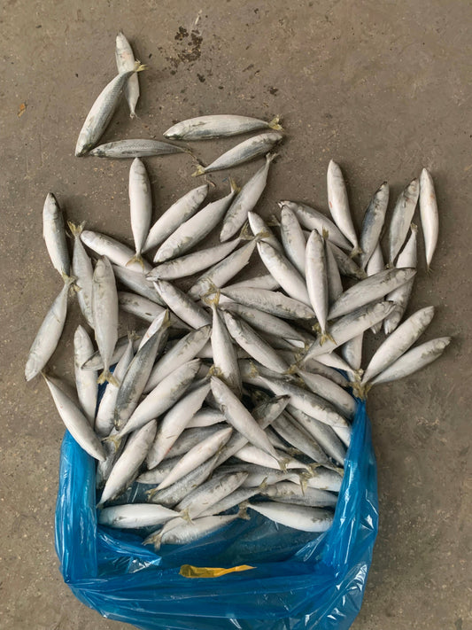 Frozen Pacific Mackerel 70/80