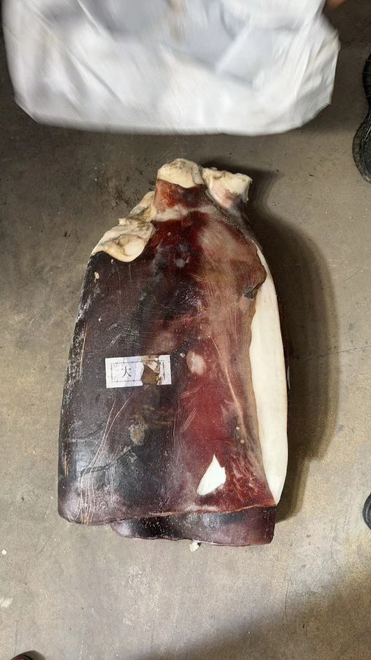 Frozen Giant Squid Fillet