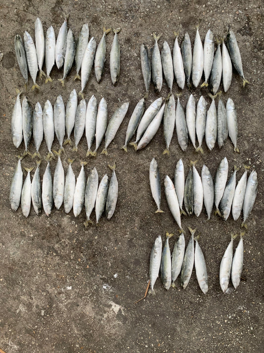 Frozen Pacific Mackerel 60/70