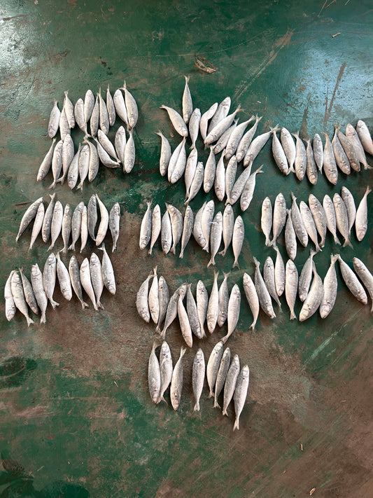 Frozen Round Scad 100/120