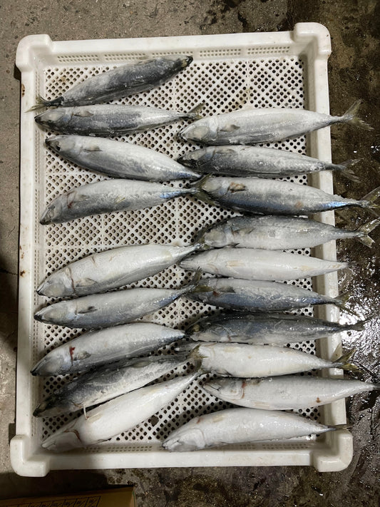 Frozen Pacific Mackerel 400/600g